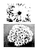 Chrysanthemum%20x%20morifolium%20%27CIDZ0066%27