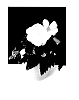 Begonia%20x%20tuberhybrida%20%27TMBG0802%27
