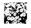 Petunia%20x%20hybrida%20%27Sutulim%27