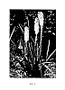 Kniphofia%20uvaria%20%27Echo%20Yello%27