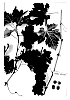 Vitis%20vinifera%20%27Sugrafortyfive%27