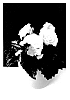Begonia%20x%20tuberhybrida%20%27TMBG0822%27