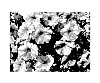 Petunia%20hybrida%20%27KLEPH14249%27