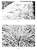 Pennisetum%20alopecuroides%20%27JS%20Jommenik%27