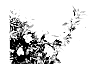 HESPEROZYGIS%20PLANT%20NAMED%20%27HES040302%22