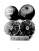 Citrus%20reticulata%20%27C37%27