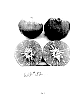 Citrus%20reticulata%20%27WG32%27