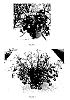 Lobelia%20erinus%20L.%20%27LOBZ0009%27