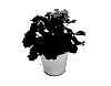Pelargonium%20plant%20named%20%27KLEPZ15397%27