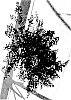 Lagerstroemia%20indica%20%27G2X133143%27