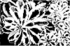 Phedimus%20takesimense%20%27Nonsitnal%27