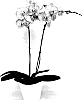 Phalaenopsis%20hybrid%20%27PHALDOQAH%27