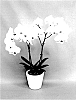 Phalaenopsis%20hybrid%20%27PHALFLABAL%27