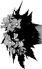 Begonia%20hybrida%20%27Fiunupfimp%27