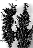 Grevillea%20rosmarinifolia%20%27H16%27