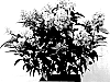 Hydrangea%20paniculata%20%27Hpopr013%27