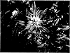 Cannabis%20sativa%3B%20ssp.%20sativa%20and%20Cannabis%20sativa%20ssp.%20indica%20%28Lam.%29%20%27Ecuadorian%20Sativa%27