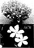 Catharanthus%20roseus%20%27Suncatha%202316%27