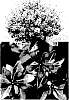 Catharanthus%20roseus%20%27Suncatha%202439%27