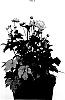Anemone%20hybrida%20%27Macane015%27