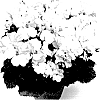 Pelargonium%20grandiflorum%20%27Regsnow%27