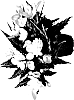 Begonia%20hybrida%20%27Filuckstr%27