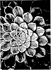 Aeonium%20hybrid%20%27Fiesta%27