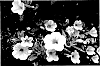 Calibrachoa%20%27KLECA15388%27
