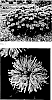 Monarda%20didyma%20%27Bubblegum%20Blast%27