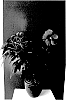 Hibiscus%20Plant%20Named%20%27EXTRHOPIN2%27
