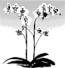 Phalaenopsis%20orchid%20plant%20named%20%27PHALDASAJ%27