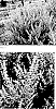 Perovskia%20atriplicifolia%20%28Benth.%29%20%27Rocketman%27
