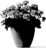 Pelargonium%20plant%20named%20%27KLEIZ14364%27