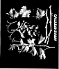 Vitis%20vinifera%20%27ARRATHIRTYTWO%27