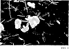 Arachis%20glabrata%20%27PP-1%27