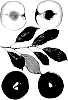 Interspecific%20Prunus%20species%20%27Autumn%20Magic%27
