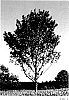 Acer%20truncatum%20%27JFS-KW187%27