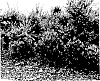 Callistemon%20viminalis%20%27LJ23%27
