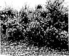 Callistemon%20viminalis%20%27LJ23%27
