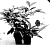 Viburnum%20nudum%20L.%20var.%20cassinoides%20%27SMNVCDD%27