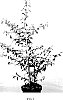 Viburnum%20plicatum%20%27JWW%205%27