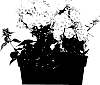 Phlox%20paniculata%20%27Verscan%27