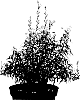 Antirrhinum%20majus%20%27Pmoore07%27