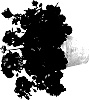 Pelargonium%20zonale%20x%20Pelargonium%20peltatum%20%27Genigol%27