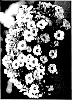 Calibrachoa%20sp.%20%27Wescacham%27