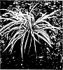 Liriope%20muscari%20%27LIRSS%27