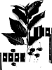 Prunus%20avium%20%27IFG%20Cher-one%27