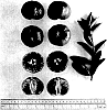 Citrus%20reticulata%20%27UFGlow%27