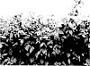Rubus%20idaeus%20%27OVATION%27
