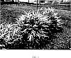Clethra%20alnifolia%20%27Novacleein%27